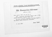 Gloeosporium deformans image